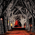 55' Solar-Powered 100-LED Fairy Light String - Warm White