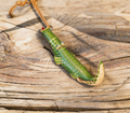 Crocodile Leather Keychain