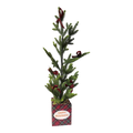 Potted Pine Tree - 24" Tall