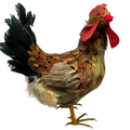Feathered Chicken Figurine