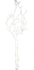 26 inch White Leafless Branch