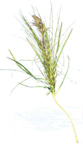 Peacock Feather Grass