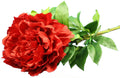 Everyday Longstem Satin Peony - Red - 35 Inch