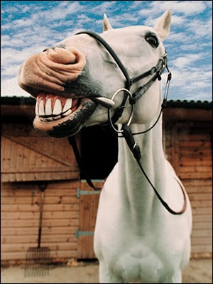 Birthday Card - Smiling Horse