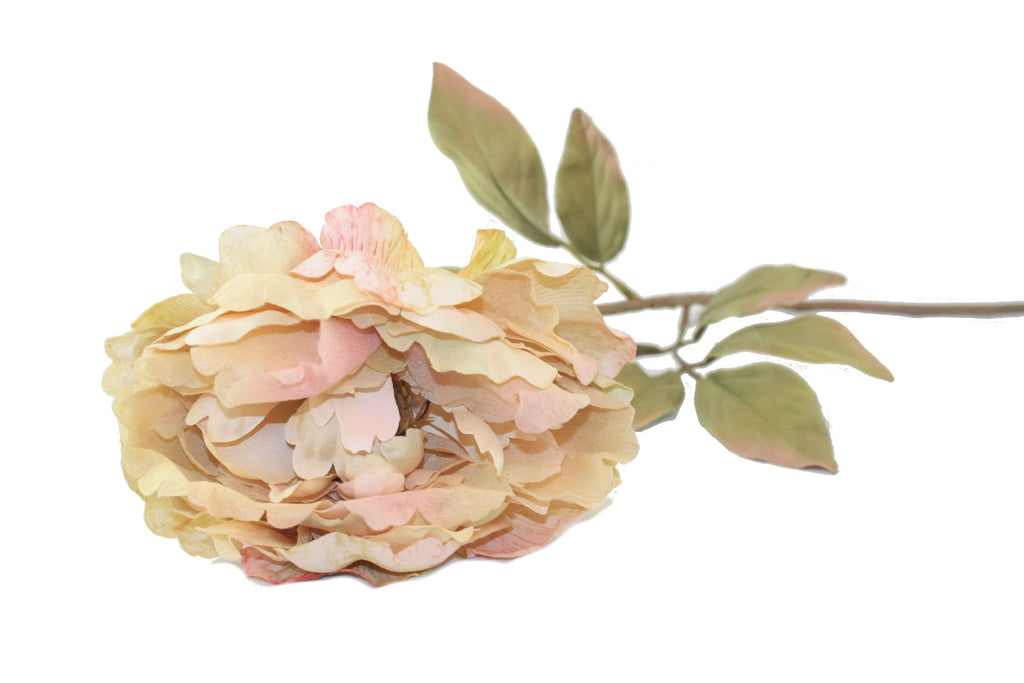 Everyday Longstem Dry Peony - Cream - 30 inch