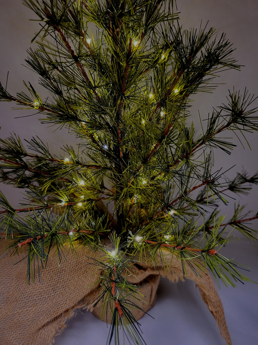 Pre-lit Bristle Pine Tree in Burlap Base - 24 inch