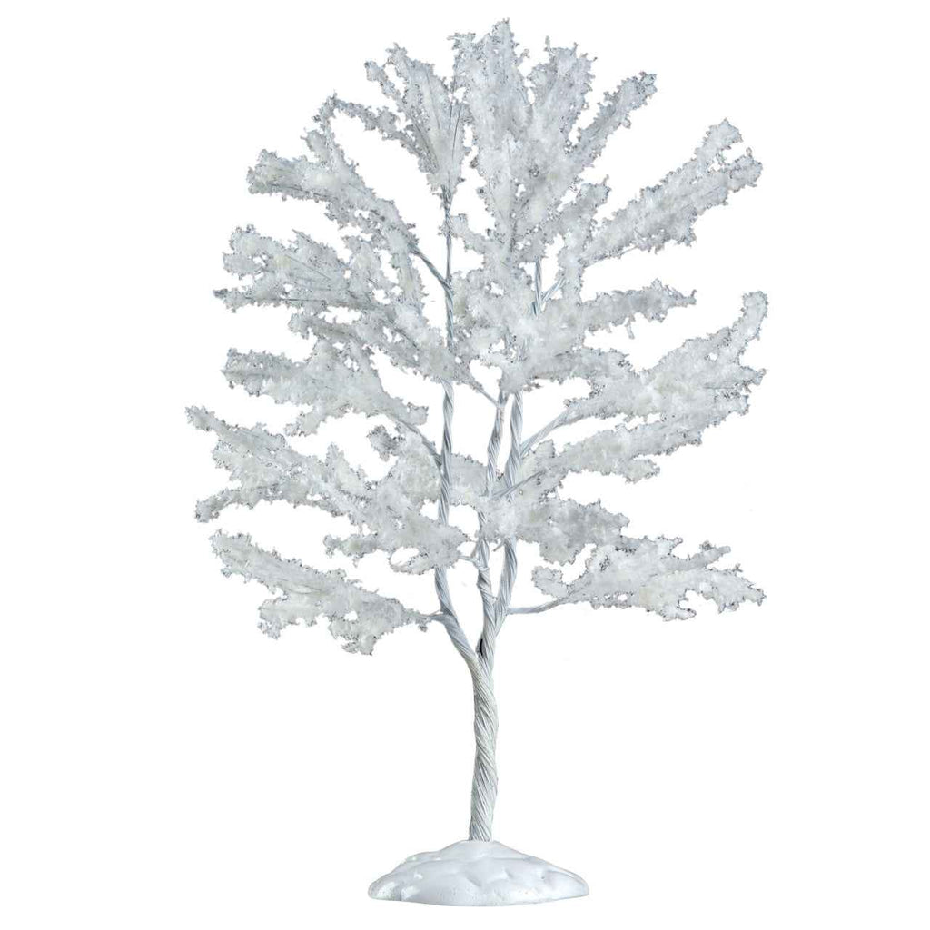Snowy Black Walnut Tree