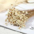 Dried Daisy Flowers Brazilian Small Star Mini Chamomile White Wedding Decor