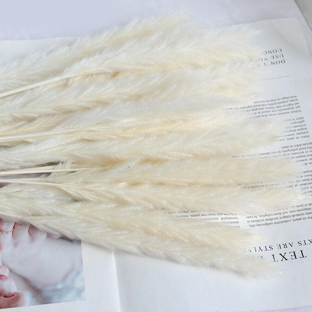 Real Dried Grass Reed Flower Natural Dry Small Bulrush Bouquet Pampas Reeds Home Decoration Wedding Decor Pompass Grass Branches for Vase Artificial Grass Room Décor Wedding Decorations