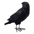Fright Night Crow - Looking Behind