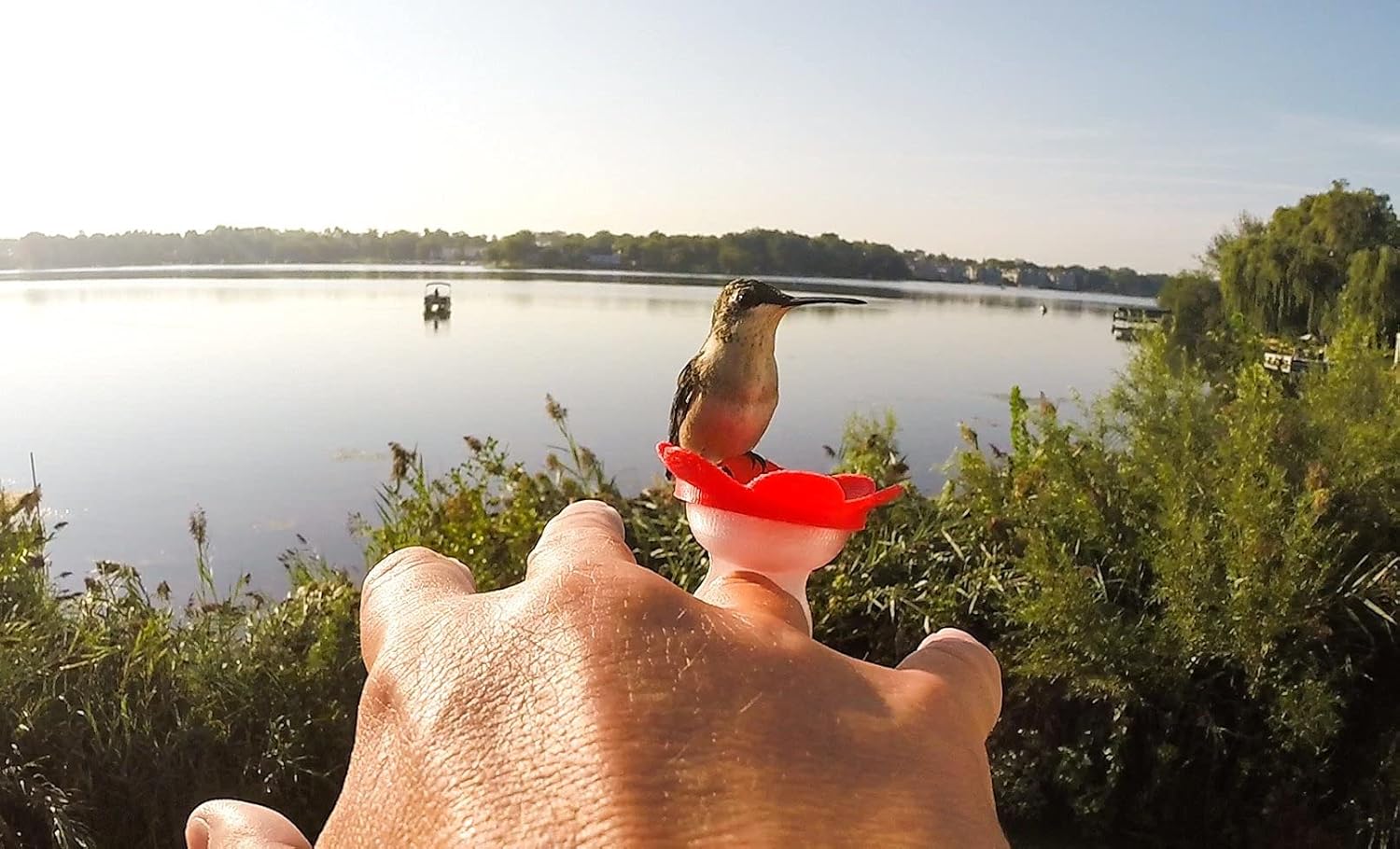 Hummer Ring - Hand Feed Hummingbirds