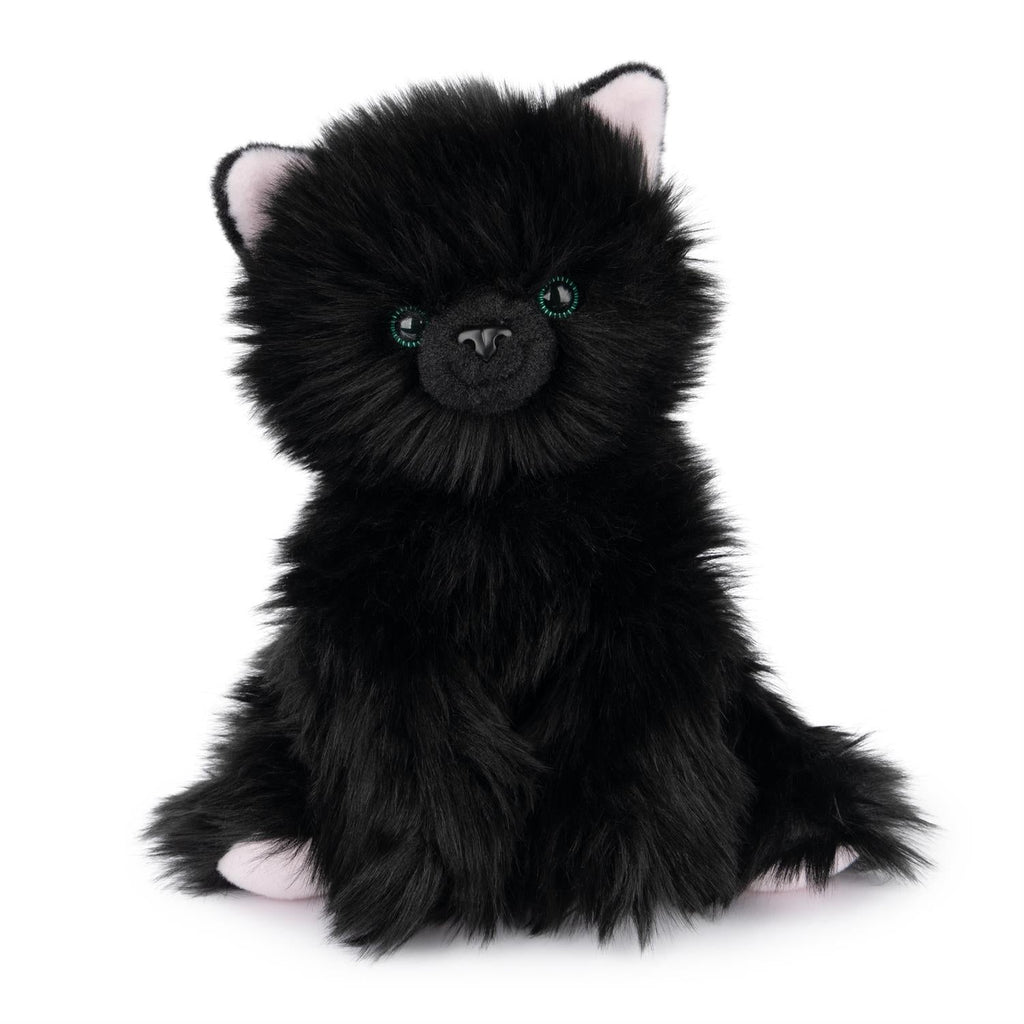 Xavier  Kitten